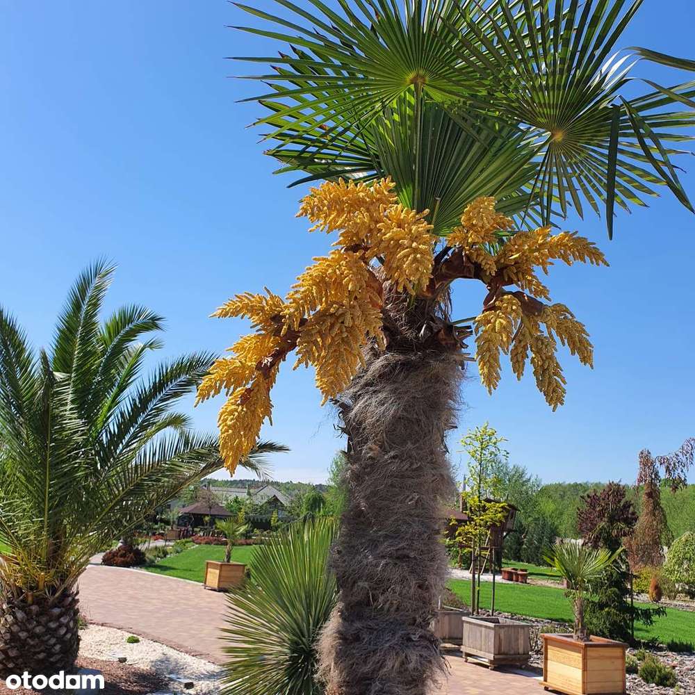 Wilkszyn,gm.Miękinia, ekskluzywna rezydencja z pięknym ogrodem - Pełny obrazek: 4/20