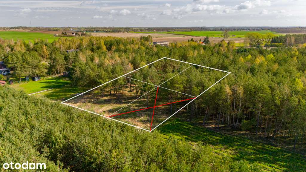 Działki nad jeziorem Chłop - 986m2, 921m2, 920m2 - Pełny obrazek: 5/15