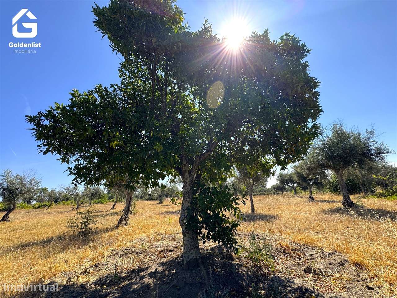 Quinta  Venda em Lardosa,Castelo Branco-41