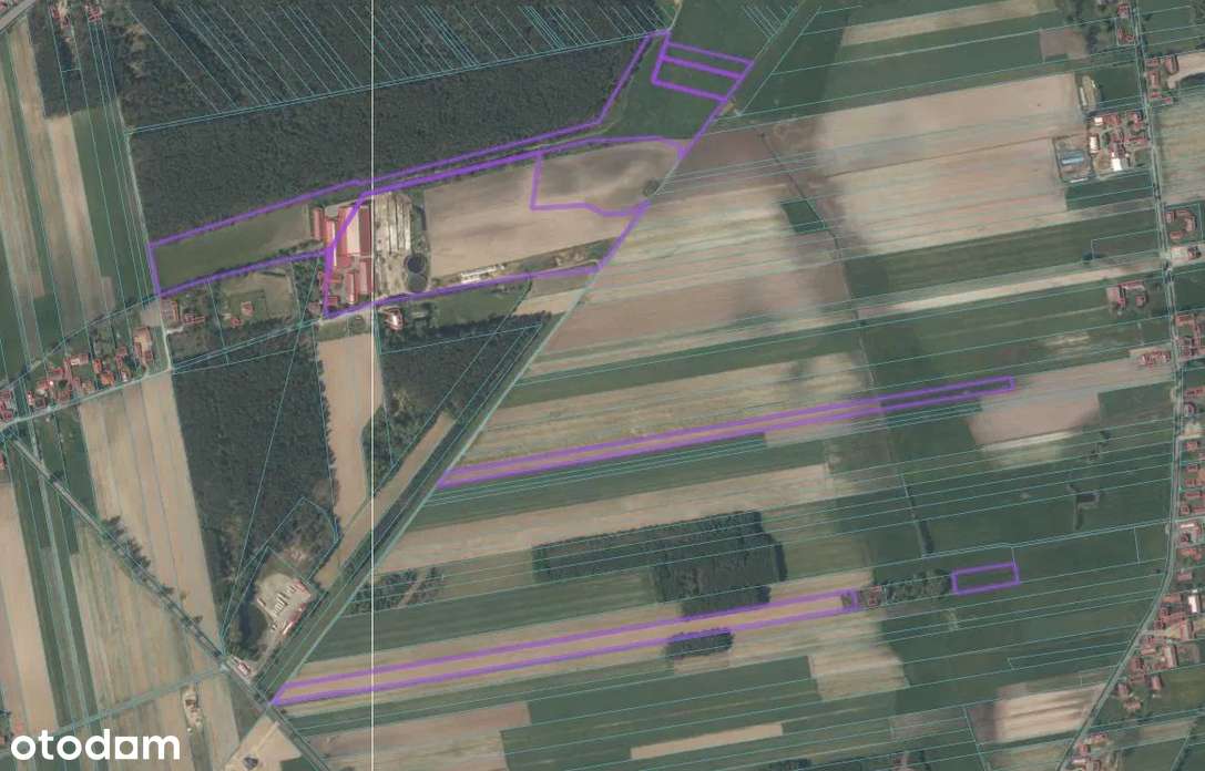 Duże gospodarstwo hodowli bydła PRZETARG-5