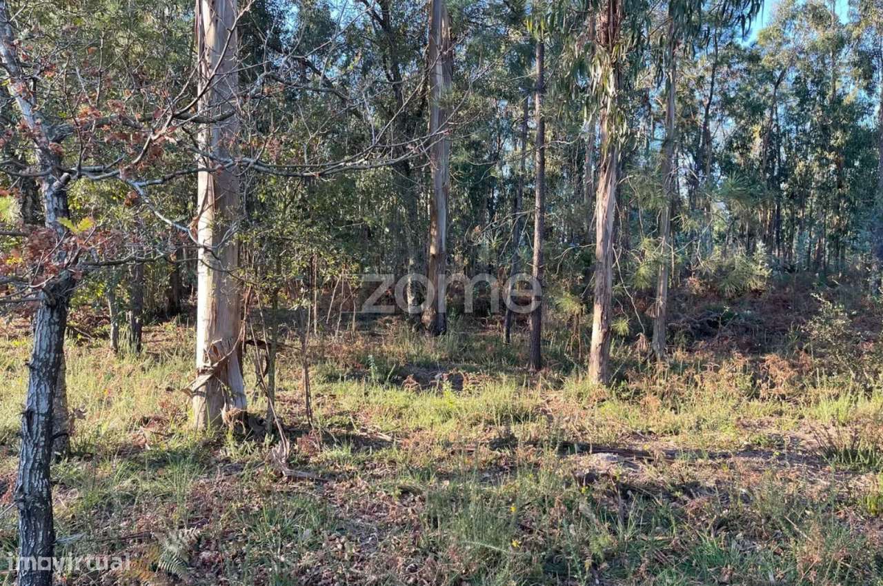 Terreno Rústico Plano com 38.100m² em Vila de Punhe - Grande imagem: 3/19