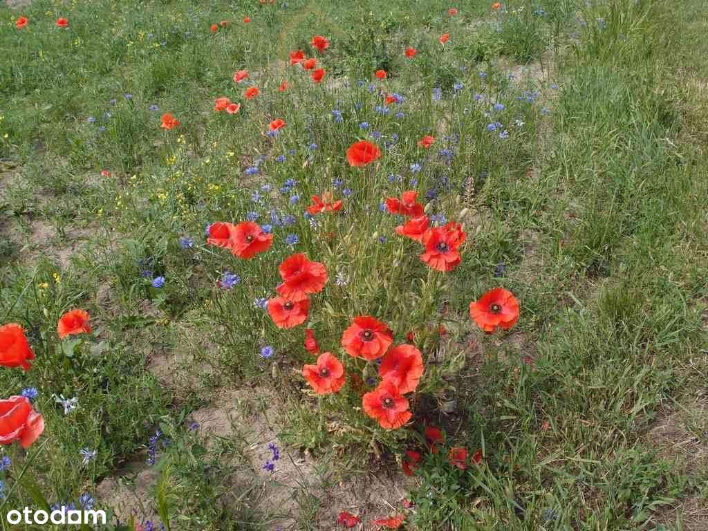 Duża wąska działka nad Wisłą - Pełny obrazek: 5/5