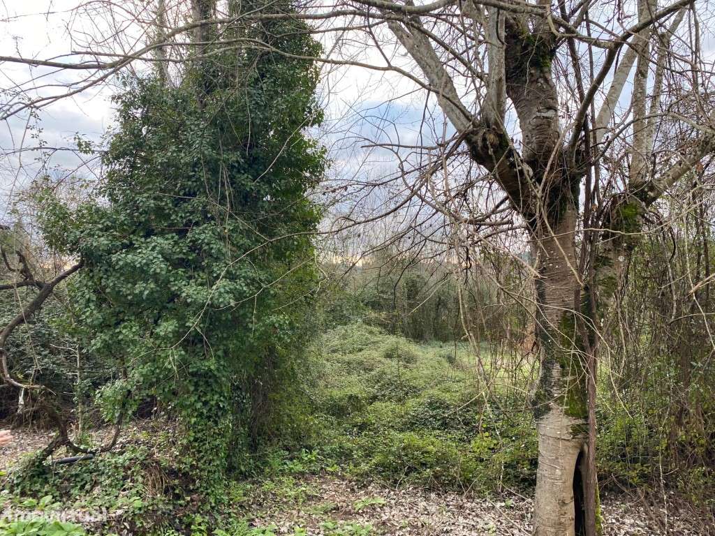 Terreno Agrícola | 3100m² - Grande imagem: 2/11