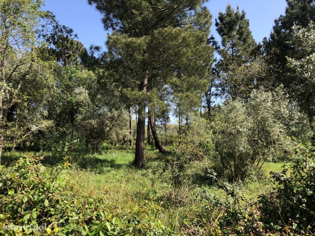 Terreno Com Pinheiros e Eucaliptos-Casais Santa Teresa