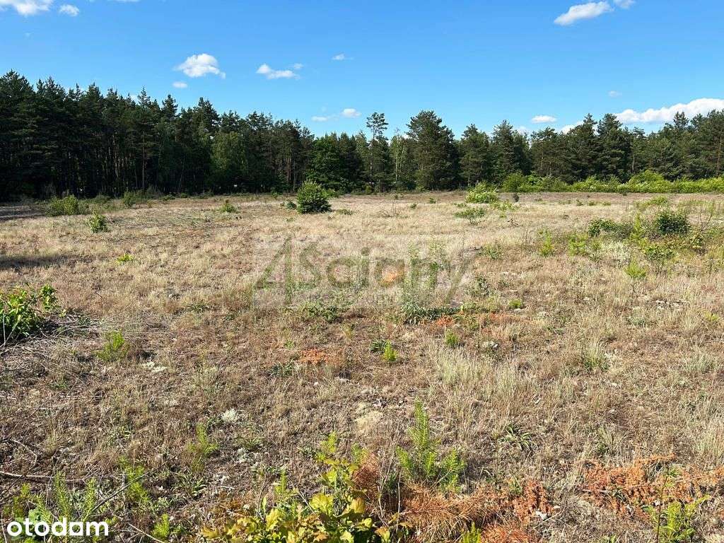 Działka budowlana w otulinie lasu - Pełny obrazek: 4/4
