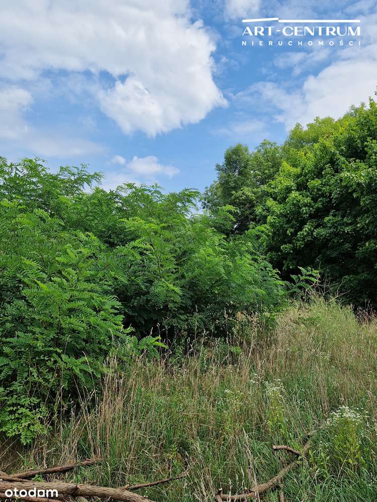 Działka w Serocku z drzewami-4