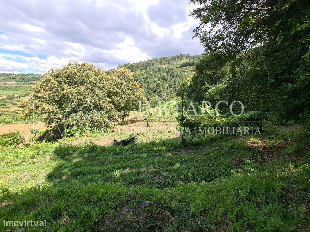 Olival de Presas - Grande imagem: 5/8