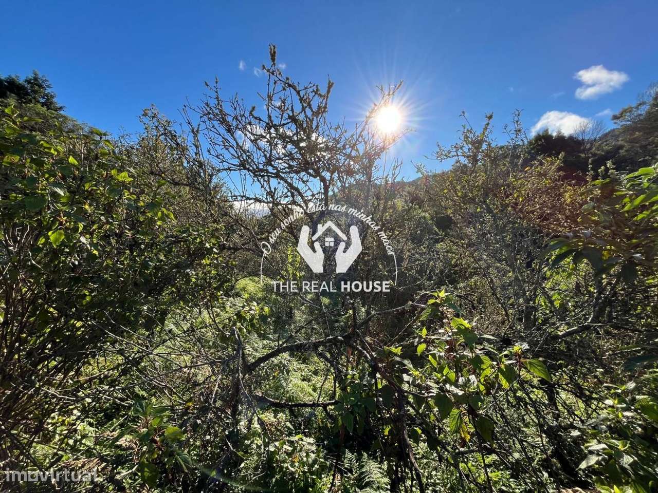 Terreno Rústico em Santo António da Serra - Grande imagem: 4/14