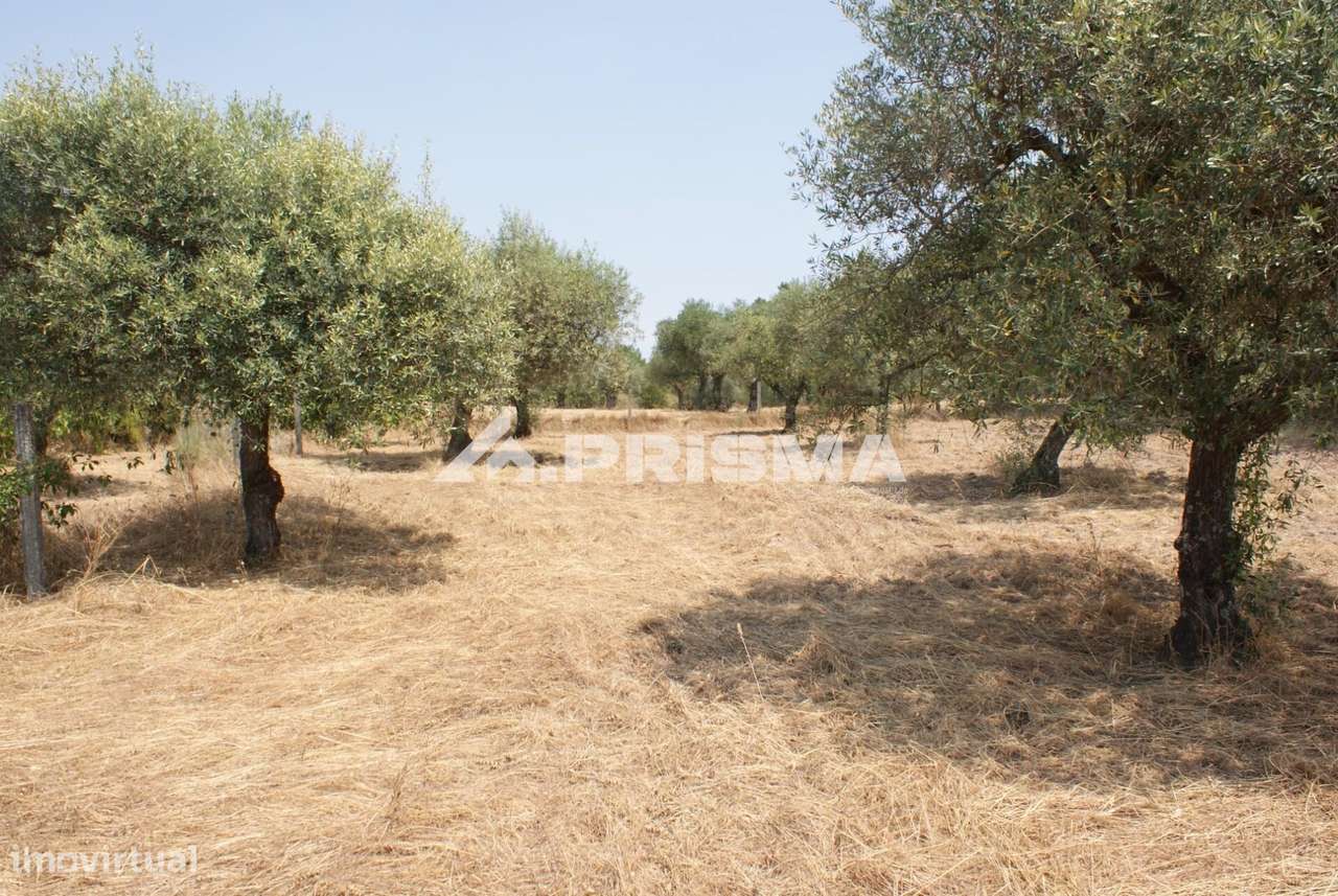 Quinta para Venda em Orca - Fundão-10