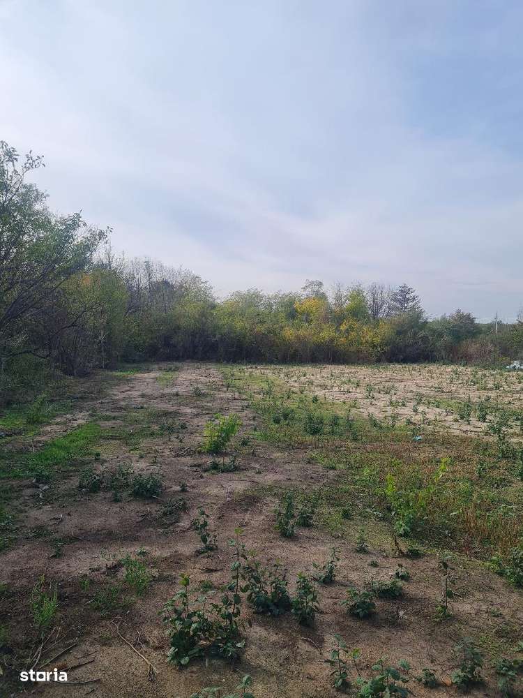 Teren   intravilan   1195  mp  Albota  Morlovani - Imagine principală: 5/10