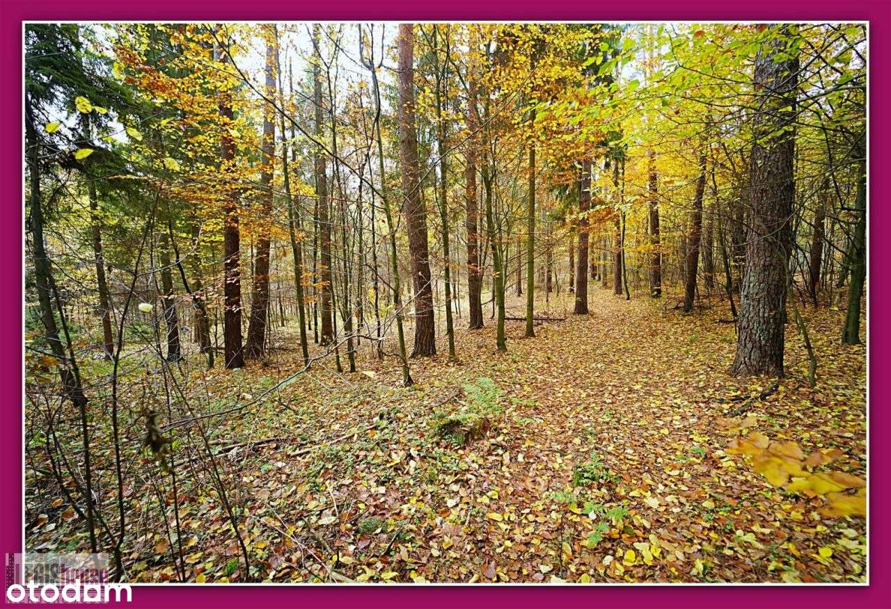 Las 2,2181 Ha*Różnowo*Bogaty Drzewostan*Uzbrojenie-12