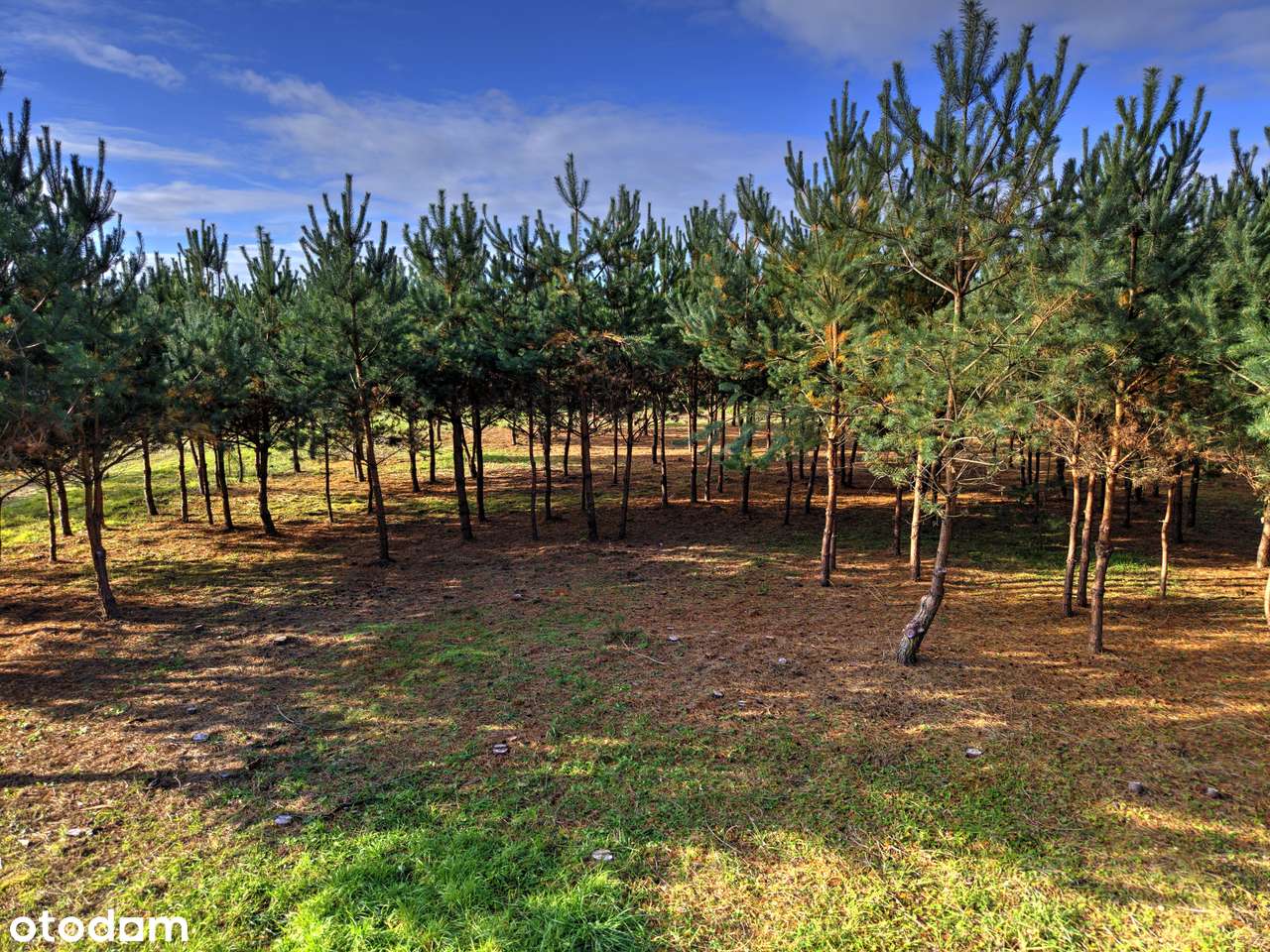 Atrakcyjna działka pod dom - Grzybowo-9