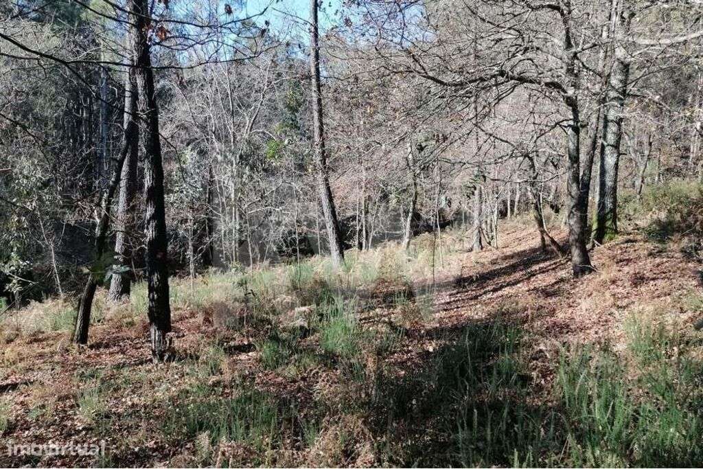 Bouça com excelente disposição solar e com linha de água - Grande imagem: 4/8