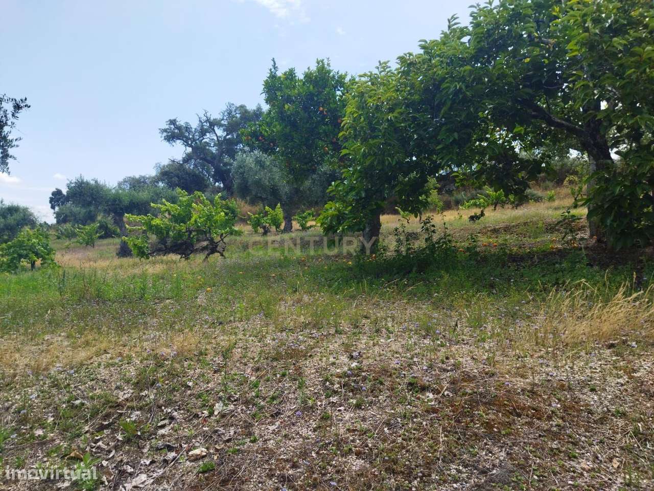 Terreno rústico | Lousa CTB, Castelo Branco-22