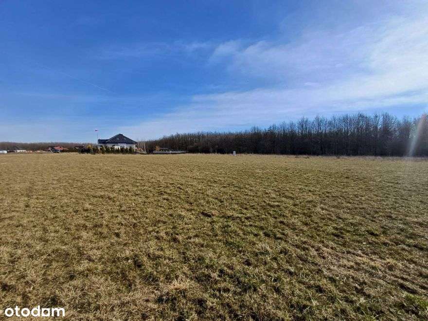 Sprzedam działkę w Chludowie-3