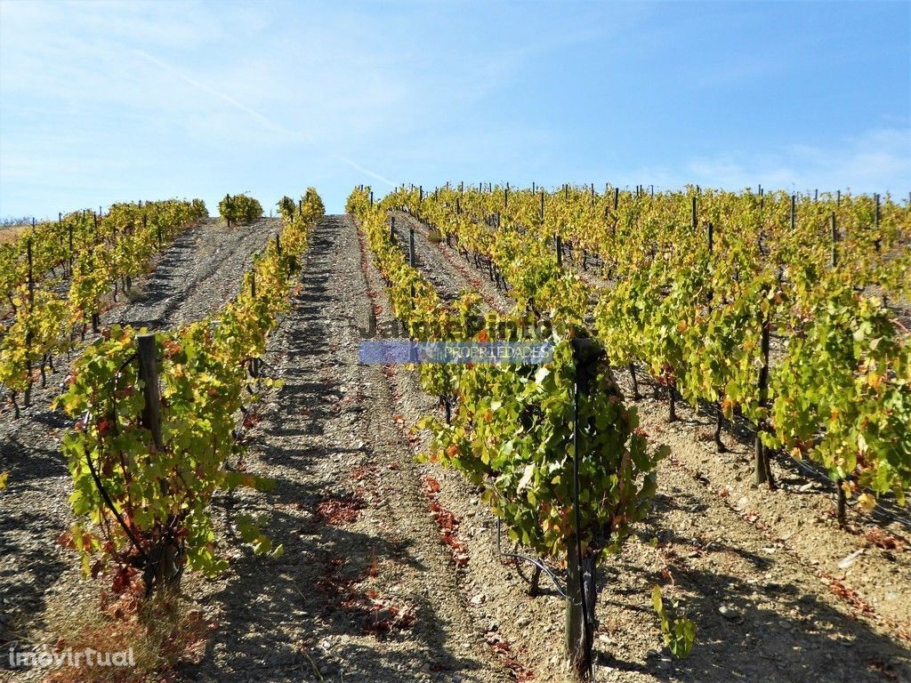 260ha Vinha, Olival, Casa frente rio Douro. Portugal, Douro, Foz Côa.