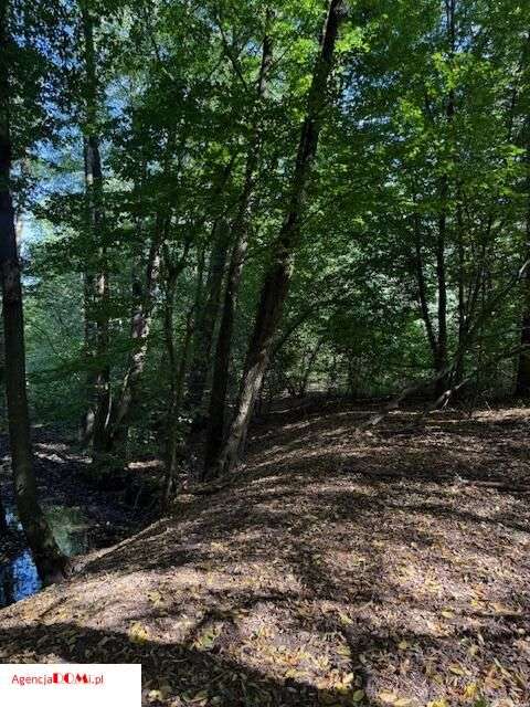 Siestrzeń, 10 000m,do podziału na 6 działek,z Mpzp-12