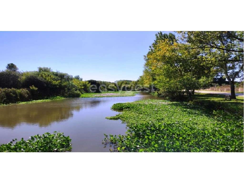 Espetacular Terreno propicio para construção e cultivo em Mamodeiro - Grande imagem: 4/12