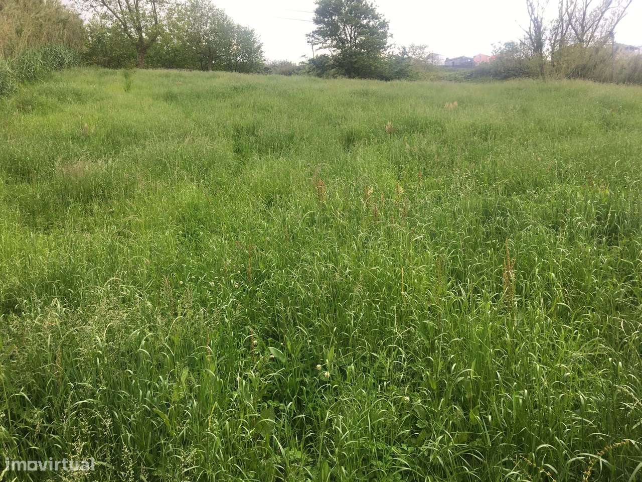 Terreno Rústico em Remédios - Grande imagem: 3/10