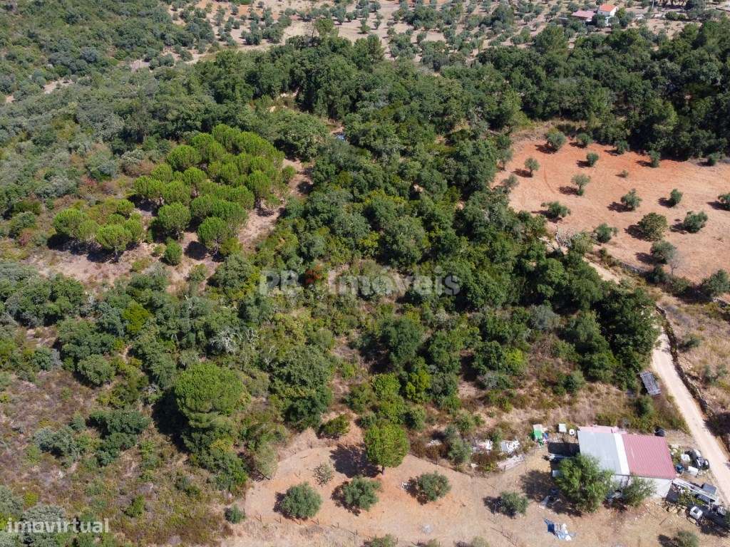 Terreno Rústico na Póvoa - Tomar - Grande imagem: 5/13