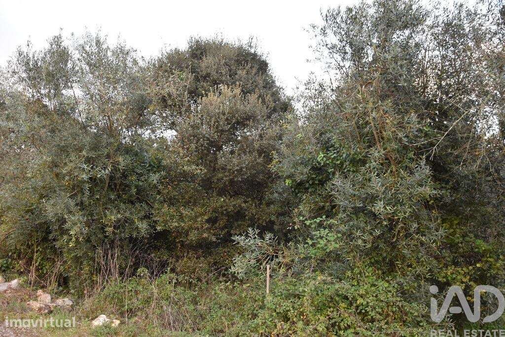 Terreno em Areias e Pias de 1200,00 m2 - Grande imagem: 5/12