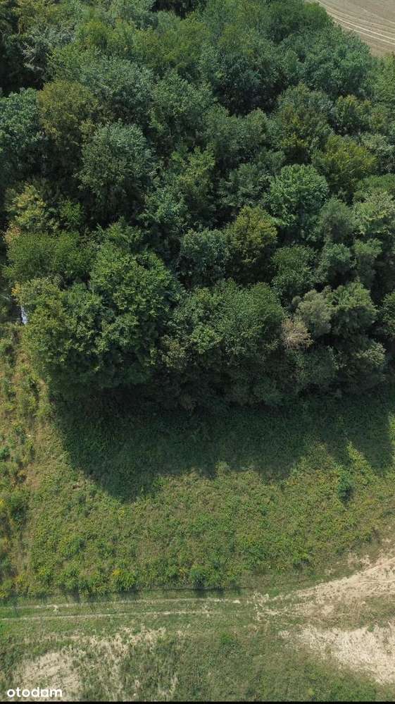 Działka z lasem nad jeziorem, Kaszuby - Pełny obrazek: 4/12