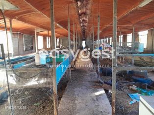Terreno e Exploração Pecuária, com electricidade, agua e gás - Grande imagem: 5/15