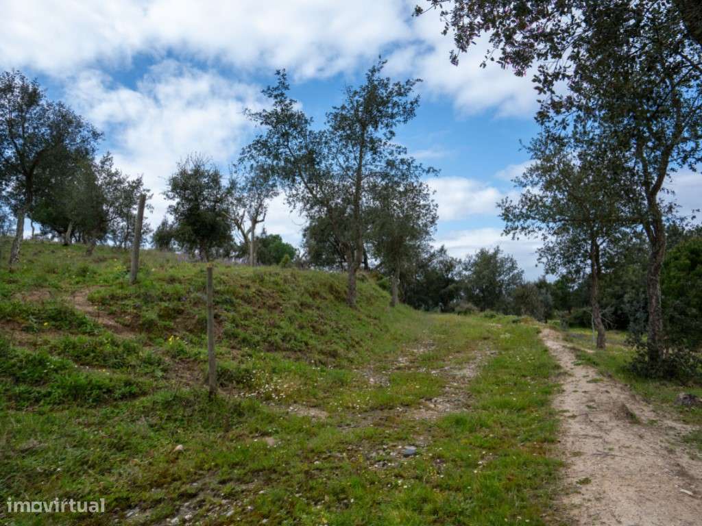 QUINTA COM 5HA DE TERRENO COM 500M2 URBANO - GALVEIAS - PONTE DE SOR-31