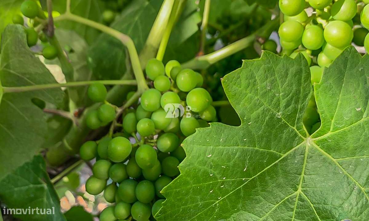 Quintas 263.310m² - Tabuaço - Grande imagem: 4/10