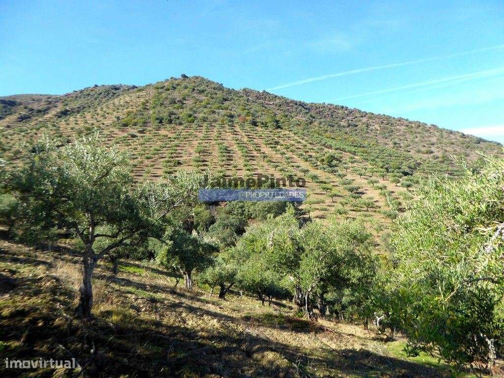 Olival de 100ha. Portugal, Barca DAlva.-6