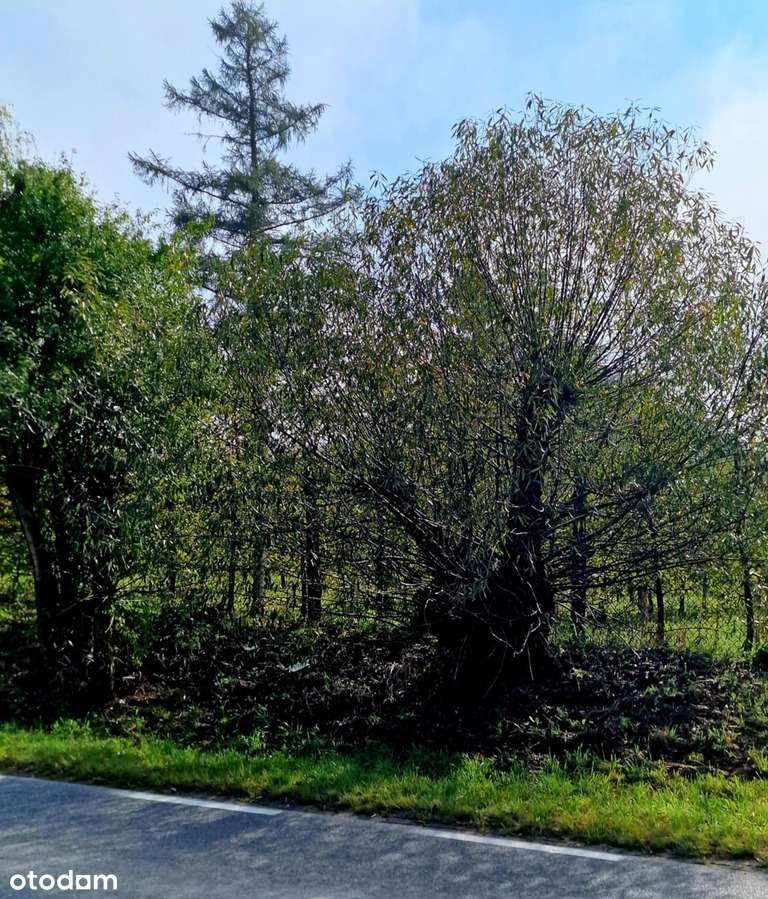 Działka usługowa 5100 m² – Doskonała lokalizacja-4