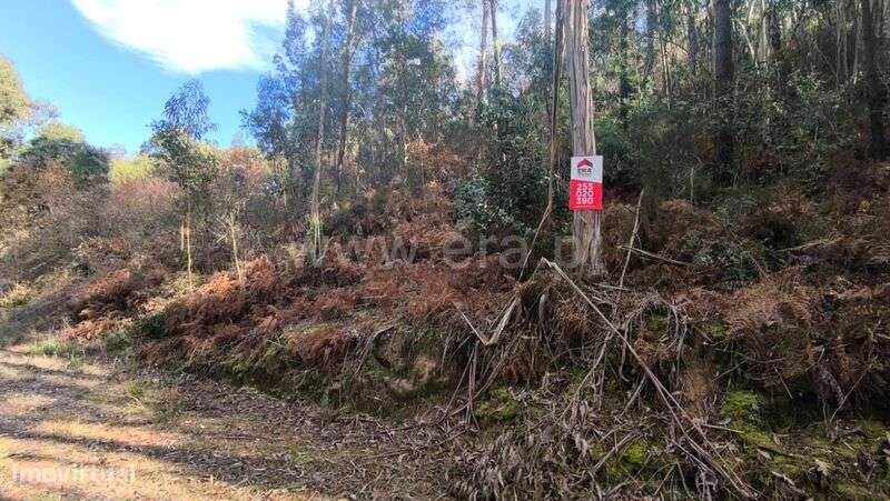 Terreno / Baião, Baião (Santa Leocádia) e Mesquinhata - Grande imagem: 4/9