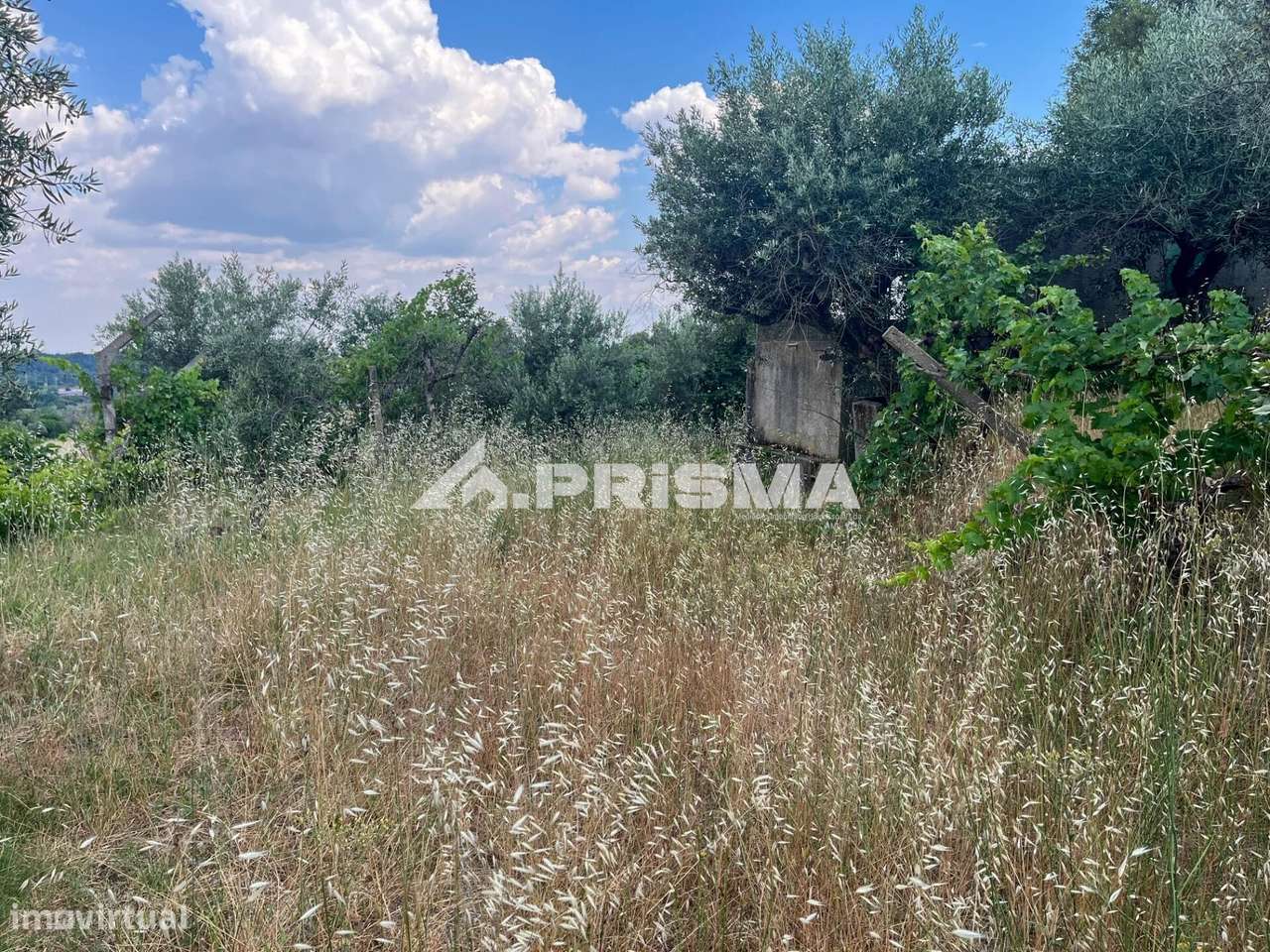 Quintinha para venda em Louriçal do Campo, Castelo Branco-13