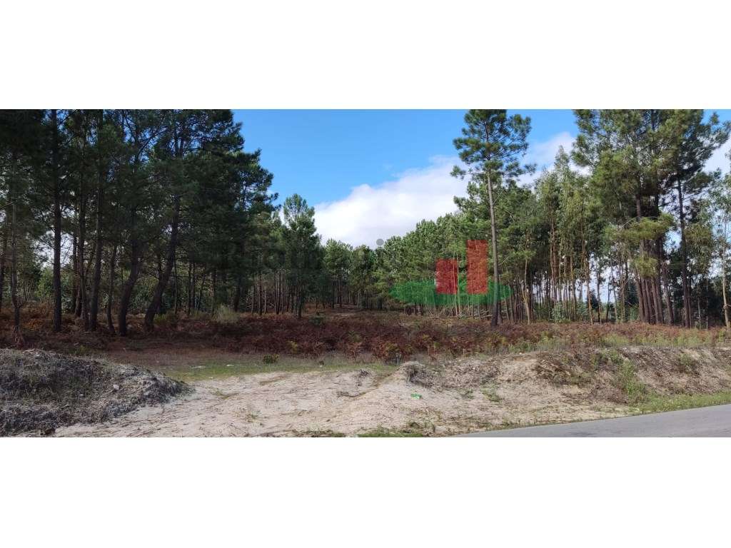 Terreno com Viabilidade para Loteamento - Grande imagem: 4/15