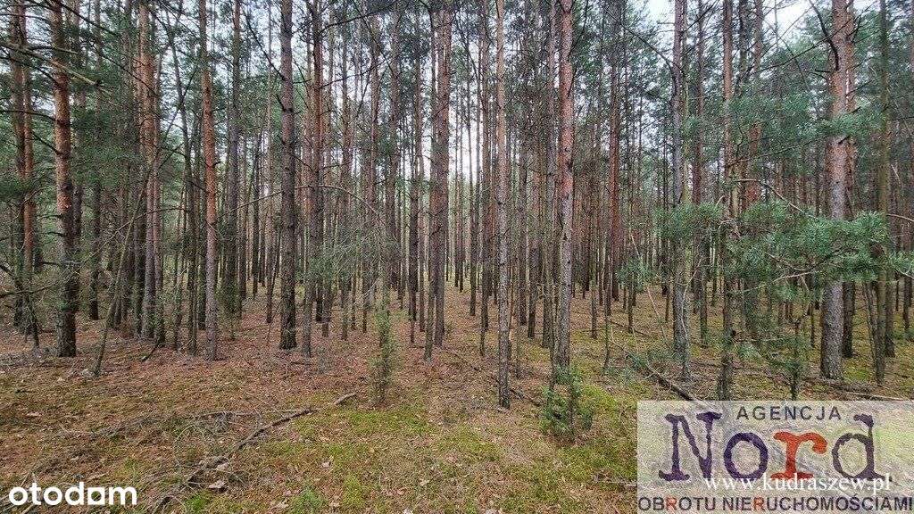 Działka Leśna, Sztabin - Pełny obrazek: 5/16