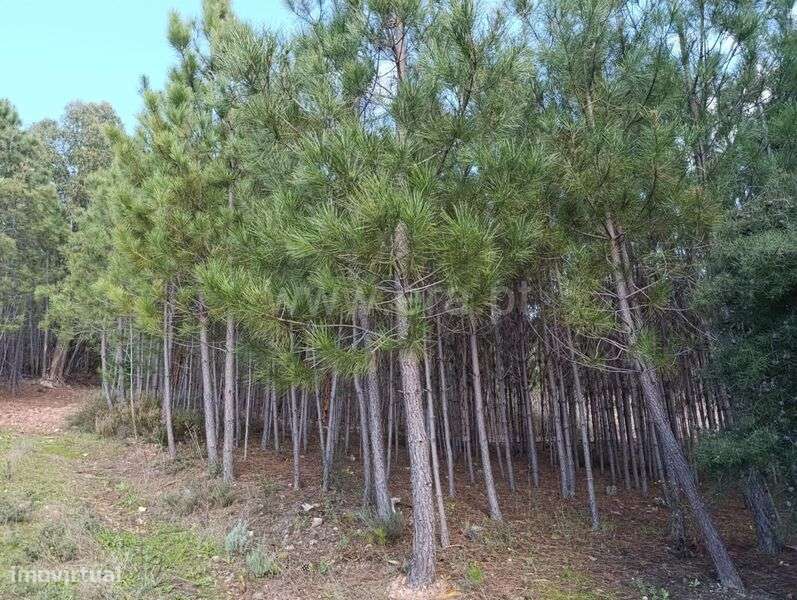 Terreno / Fundão, Monte Leal - Grande imagem: 2/4