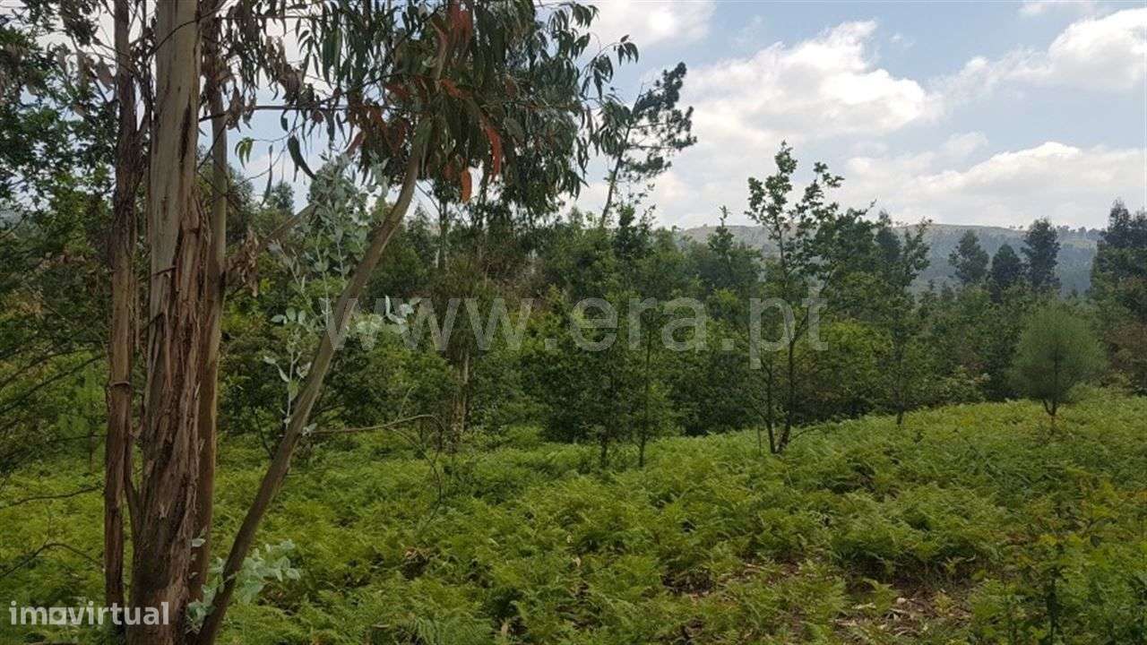 Terreno - Grande imagem: 5/7