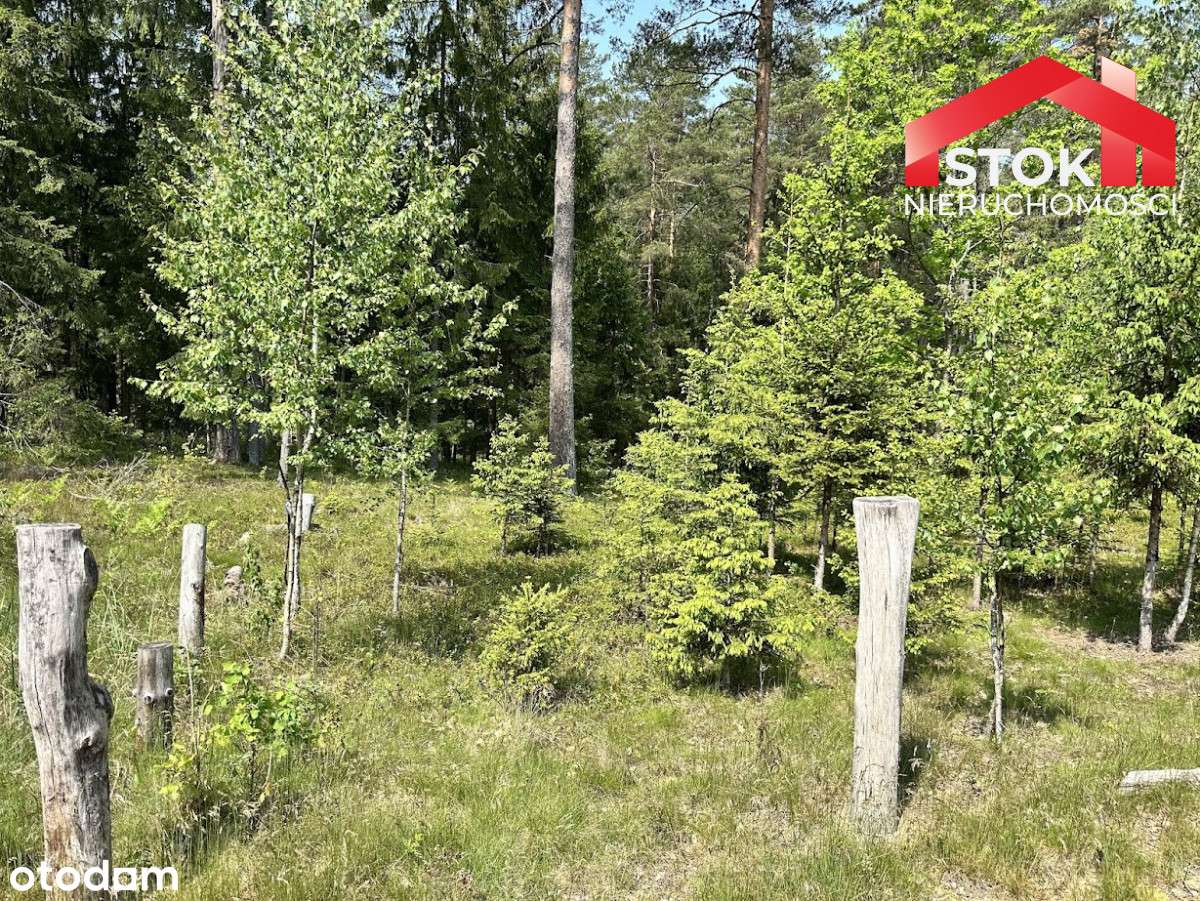 Piękne zadbane działki leśne - Pełny obrazek: 2/12