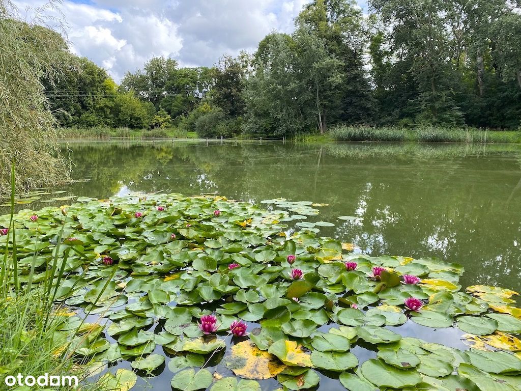 Działka (Budowlana) - Leszno