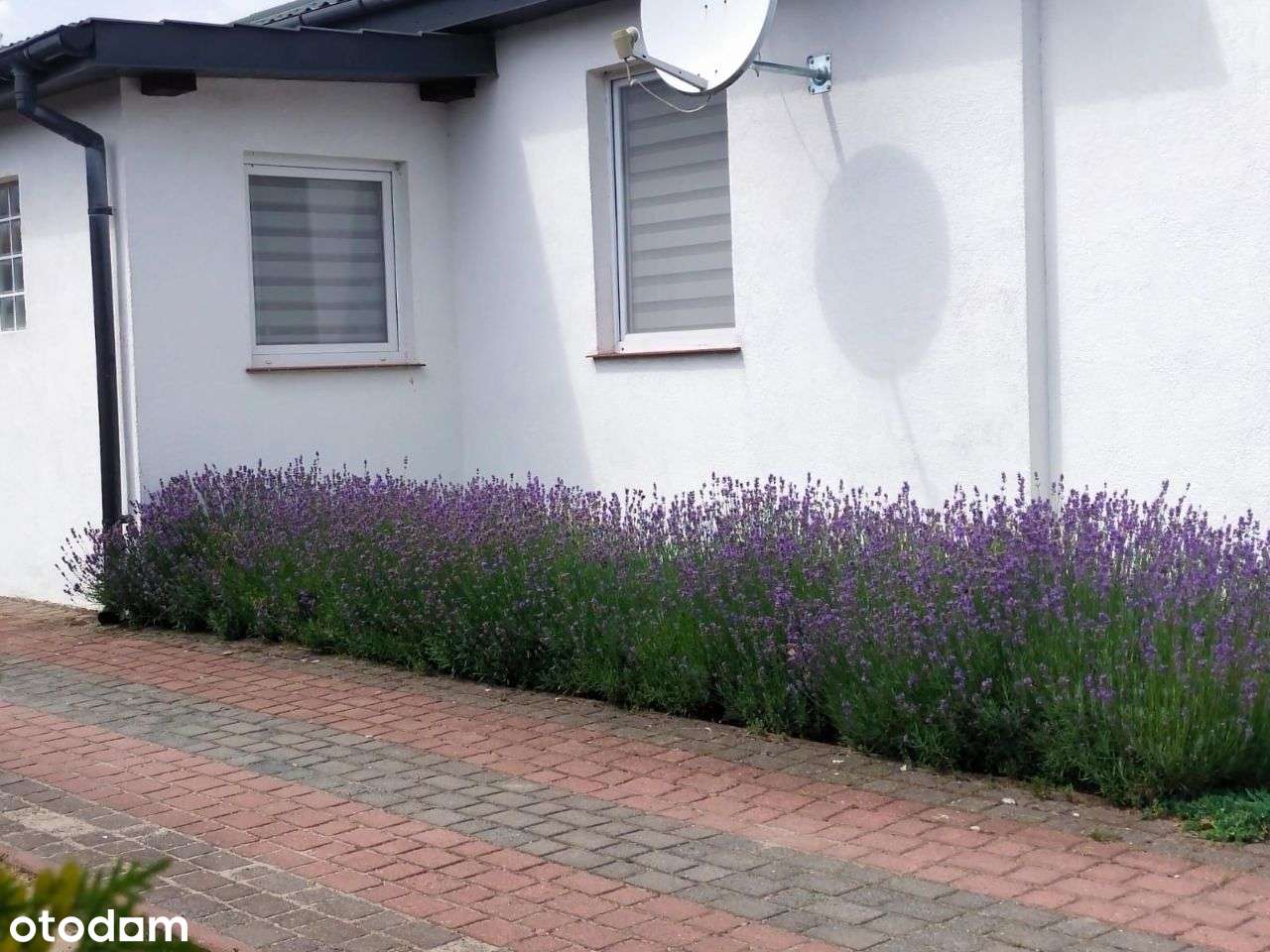 Dom mieszkalny i dom + budynek użytkowy do najmu-18