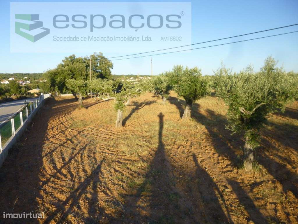 Terreno rústico com oliveiras tradicionais - Freixial do Campo - Grande imagem: 3/16