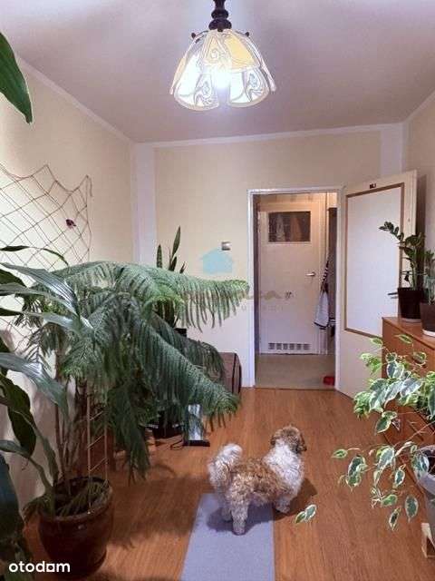 Mieszkanie atrakcyjna lokalizacja Tysiąclecie Gnie-3