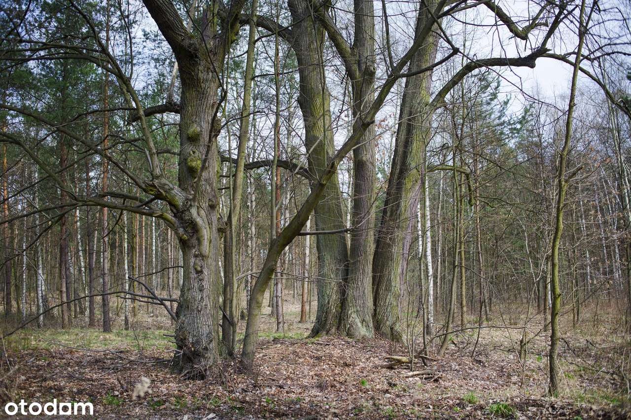 Wyjątkowa działka 4135 m2, Stara Miłosna, ok. ul. Torfowa - Pełny obrazek: 1/2