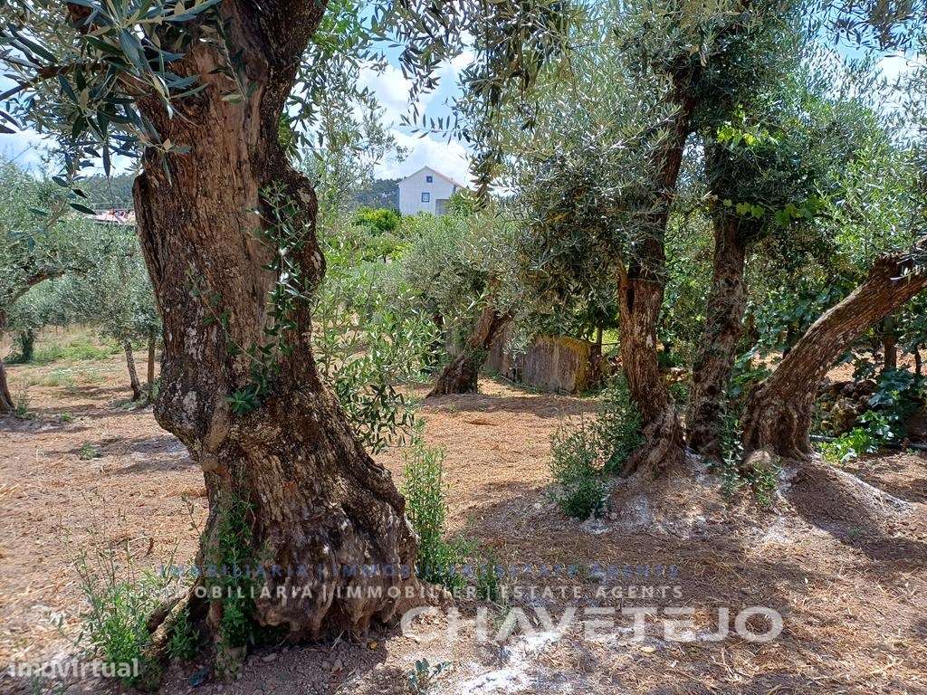 Moradia de Campo com Terreno, Furo de Água e Olival-46