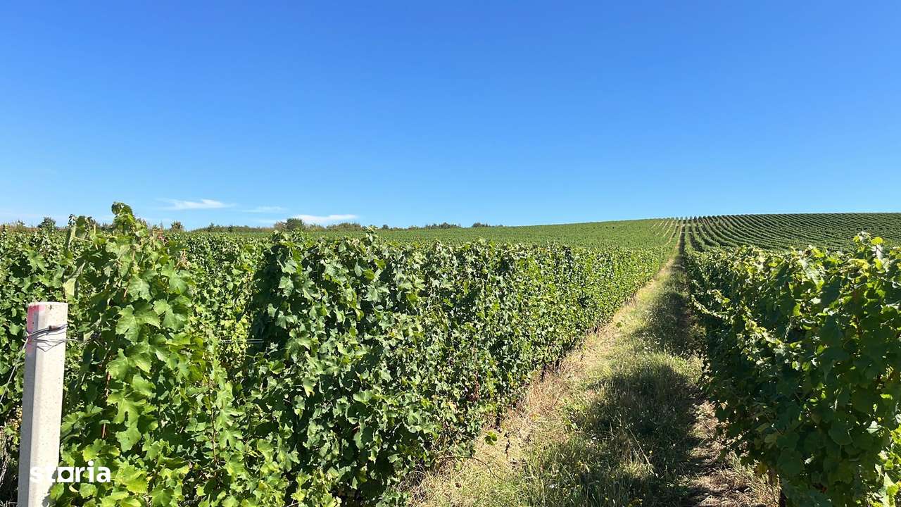 Vie de 115 Hectare în satul Dud, județul Arad - Imagine principală: 4/11