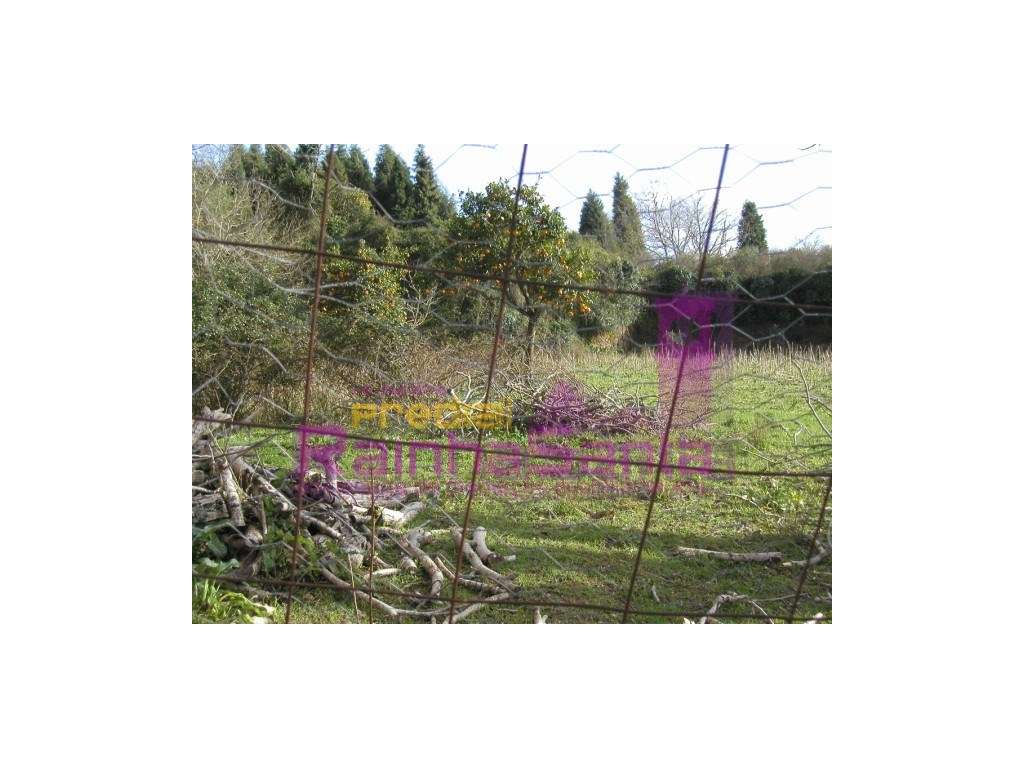 Quinta com casa para recuperar - Cernache - Grande imagem: 4/9