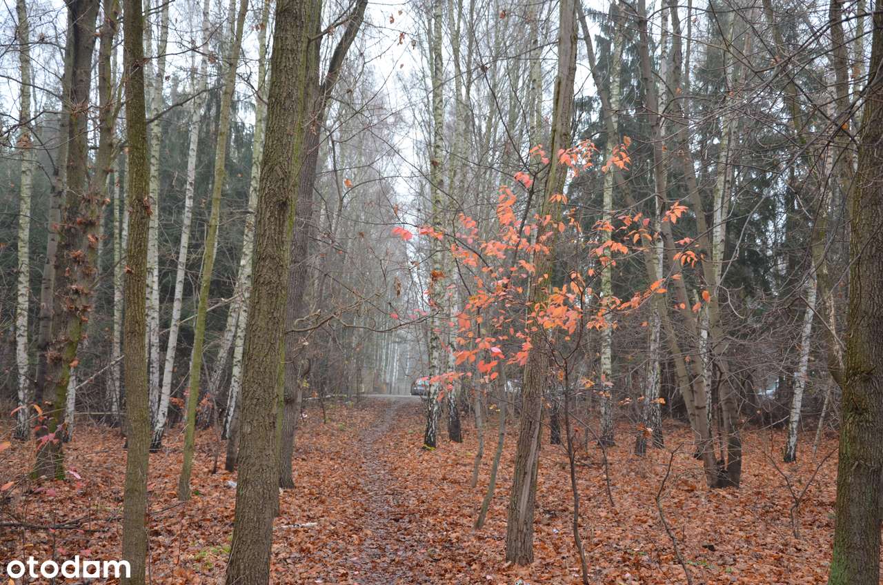 Sprzedam działkę 1795 m²- MPZP – Łomianki Dąbrowa - Pełny obrazek: 5/6