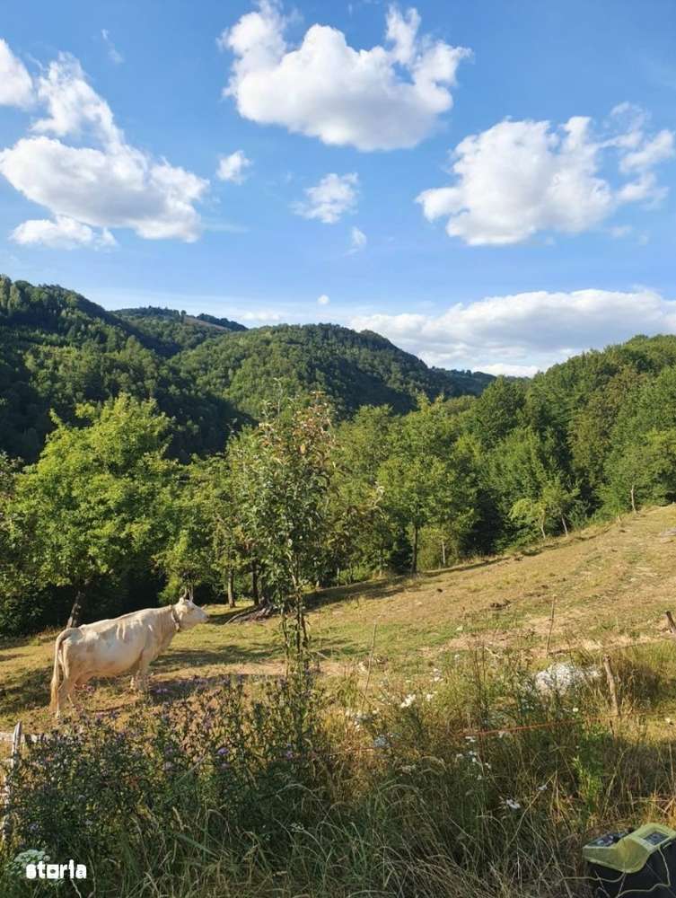 Teren intravilan 10.100 mp + Cabanuta amenajata - Imagine principală: 2/6