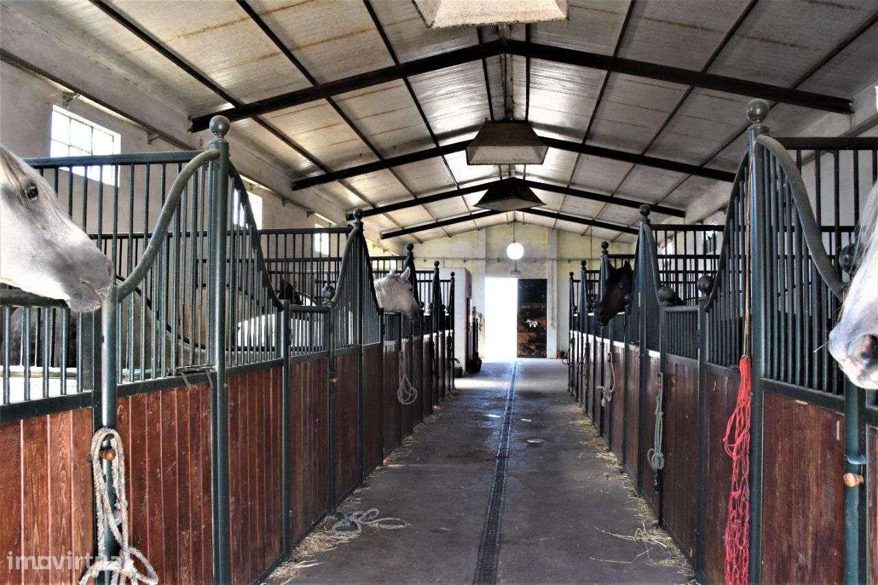 Quinta em Évora com 2,25 ha vocacionada para o mundo equestre-21