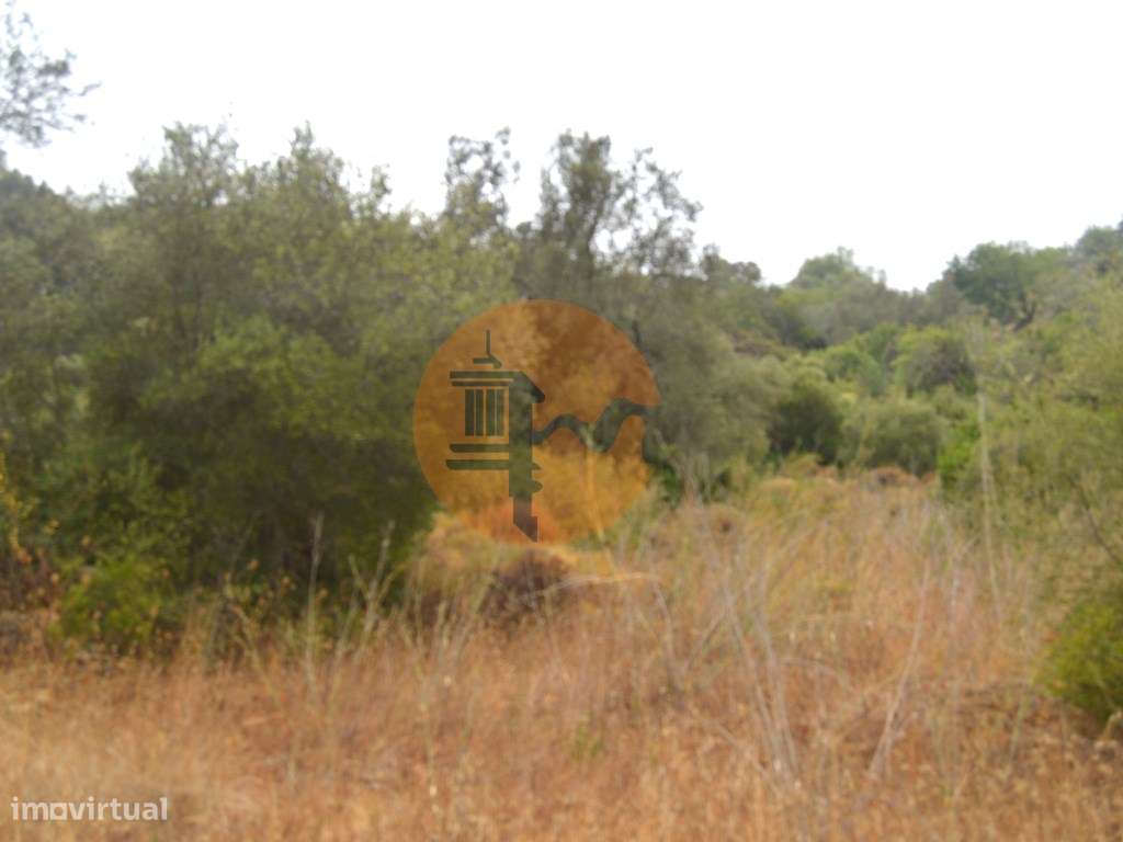 Terreno rústico com árvores de sequeiro - Grande imagem: 5/9